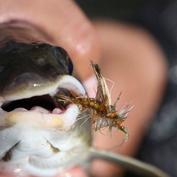 40 st Flugfiskedrag Fiske Konstgjord insektsbete Torrflugfiskedrag Mjuk havsabborre Öring Flugfiskedrag Black