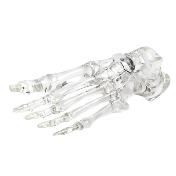 Anatomisk fod- og ankelskeletmodel Klar venstre fodledsskeletmodel