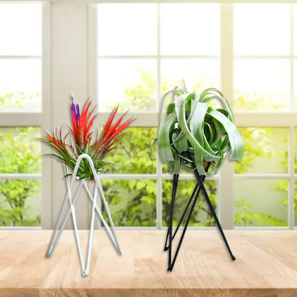 Luftväxthållare Metall Blomkrukställ Geometriskt järn Tillandsia Display Art White