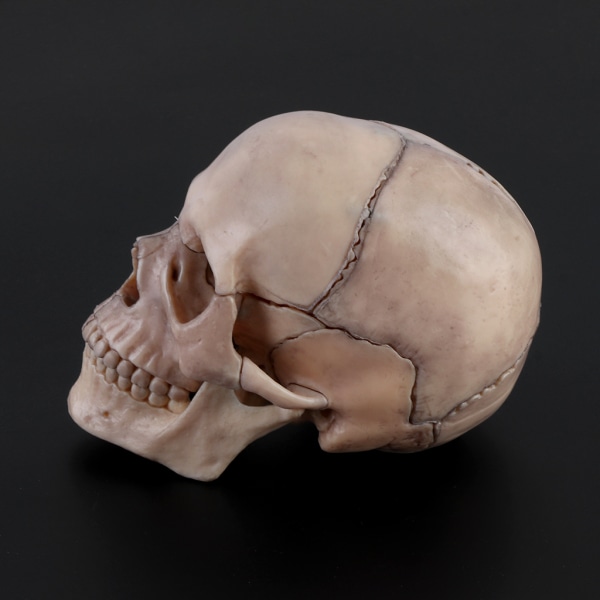 15 st/ set 4D demonterad skalle Anatomisk modell Löstagbar medicinsk undervisning också