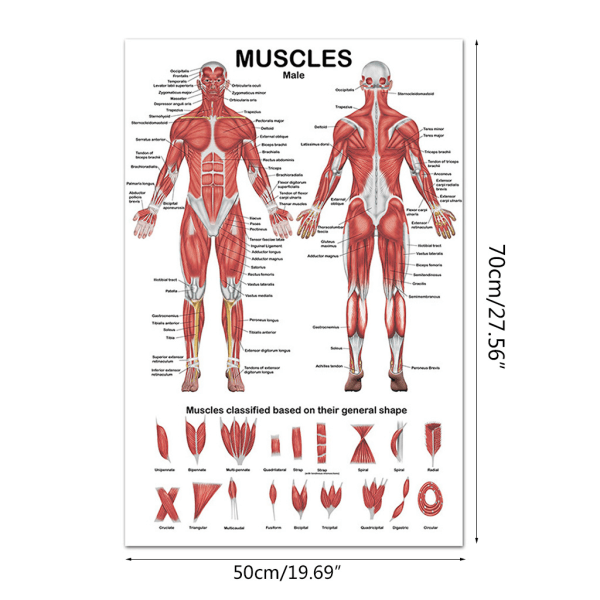 Muskulärt system Anatomisk affisch Muskelanatomidiagram Fram/baksida 19,69x27,56 tum för sjukhusgymnasium