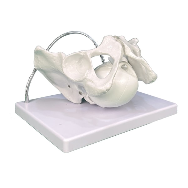 Kvinnlig bäckenmodell Kvinnlig bäckenstruktur Anatomimodell Barnmorska Undervisningsmodeller för medicinsk vetenskap Pedagogisk