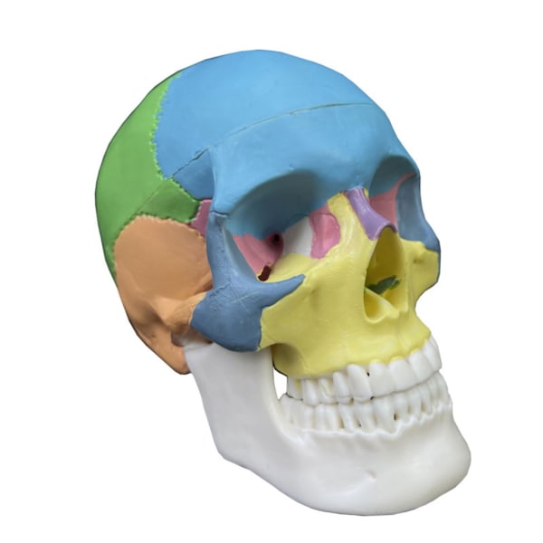 Menneskelig Anatomisk Demontert Fargeskallemodell Menneskelige Organer Anatomisk Modell Avtakbar Vitenskaps Anatomimodell for Studier