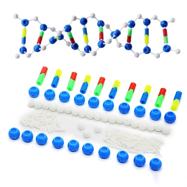 Dobbelt Helix DNA Model Sæt DNA Genetiske Struktur Modeller til Undervisning