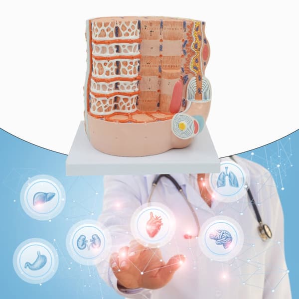 Luustolihassäikeiden anatomiamallit