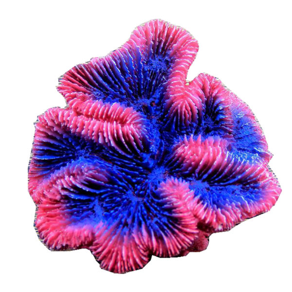 Konstgjord korallväxt Polyresin Korallrev prydnader Akvarium dekoration för fisk för tank Landskap dekoration 4,7"x4,1"x2"