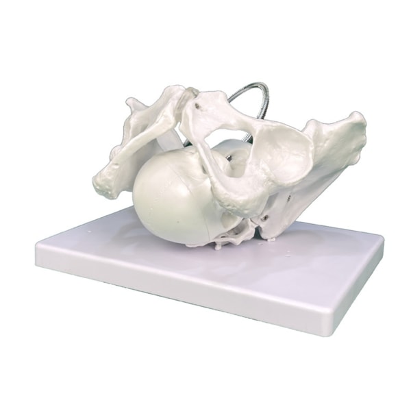 Kvinnlig bäckenmodell Kvinnlig bäckenstruktur Anatomimodell Barnmorska Undervisningsmodeller för medicinsk vetenskap Pedagogisk