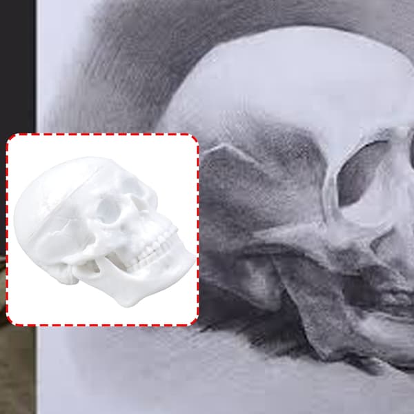 Anatomiske kranie replikaer ABS model figur til studerende kunstnere læringsværktøj