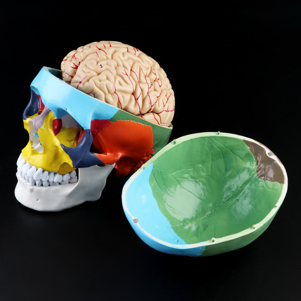 Skala 1:1 Färgglad mänsklig vuxen för huvudmodell med hjärnstammens anatomi Medicinsk Te