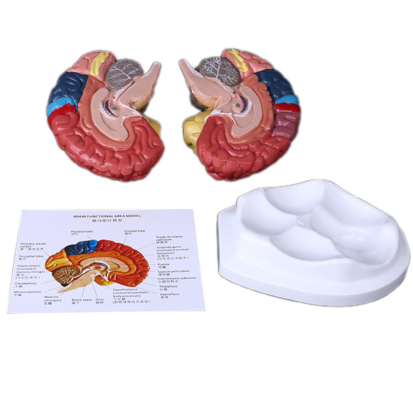 Naturlig storlek mänsklig hjärna funktionsområde modell Anatomi för naturvetenskap klassrumsstudier