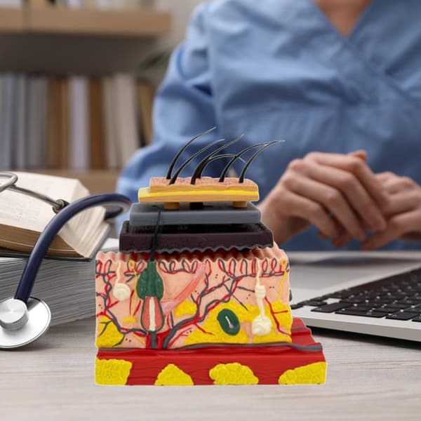 4D Hudmodel af Menneskehud, Anatomisk Hud, Forstørret Vævsstrukturmodel