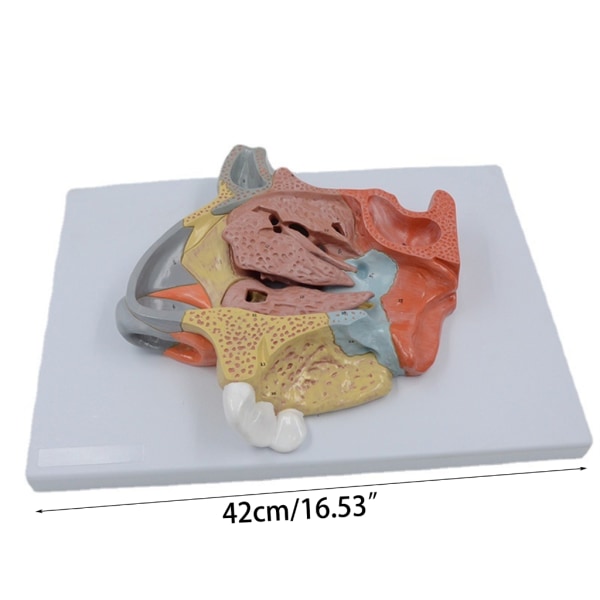 Människans anatomiska näshåla Hals Anatomi Medicinsk modell för vetenskap Klassrumsstudie Display Undervisning Medicinsk modell