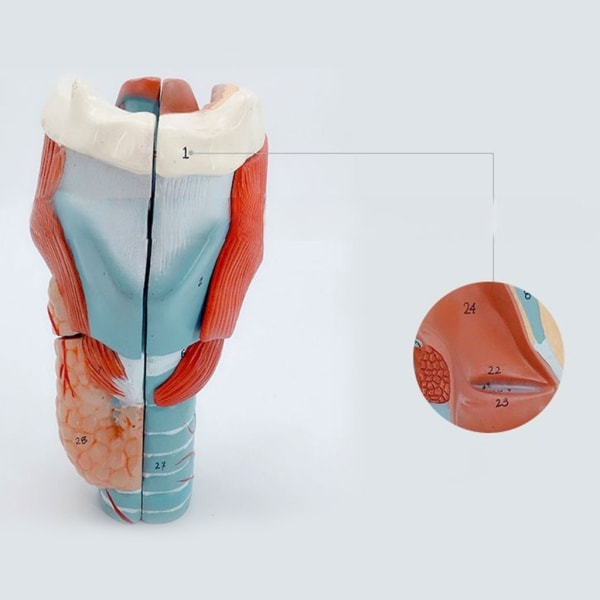 2x förstorad mänsklig halsanatomimodell för sjukdomsstudie, anatomisk larynxmodell Halsanatomimodell Undervisningsmaterial