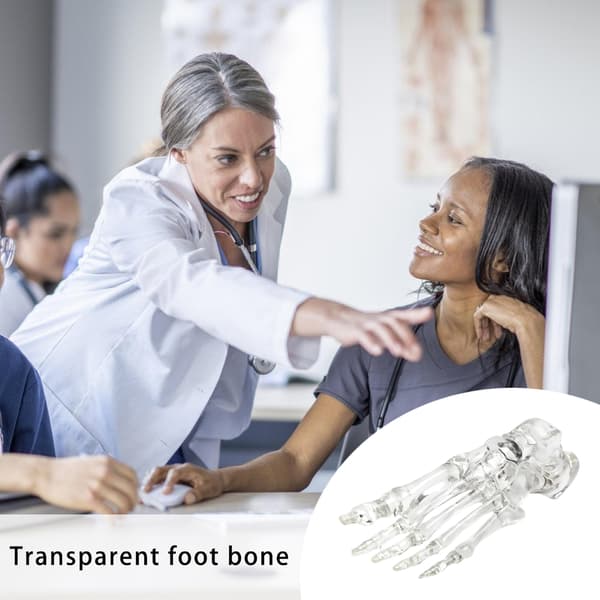 Anatomisk fod- og ankelskeletmodel Klar venstre fodledsskeletmodel