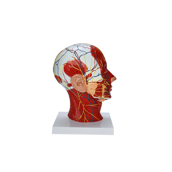 Människohuvud Ytlig neurovaskulär modell med muskel neurovaskulär anatomisk huvudmodell för medicinsk anatomiutbildning