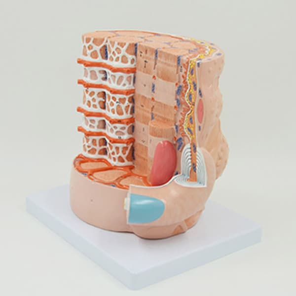 Luustolihassäikeiden anatomiamallit