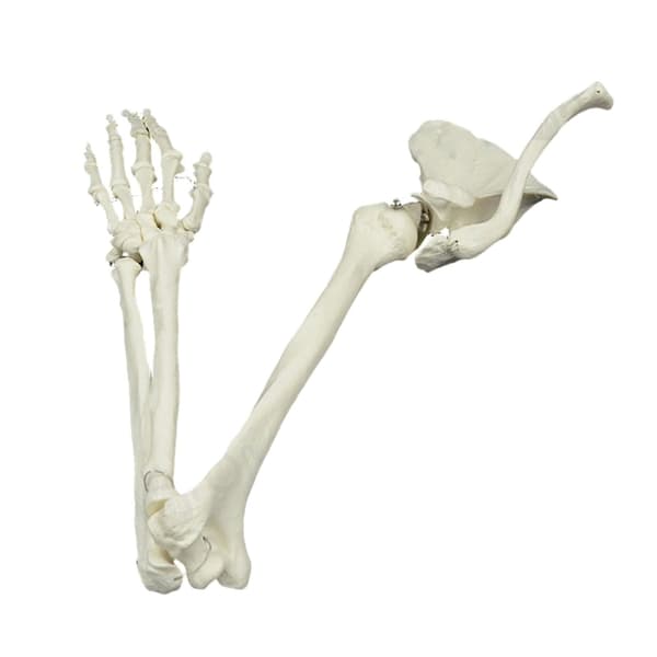Livsstørrelse Menneskelig Armledsmodel Armskeletmodel Anatomisk Armmodel til Studie