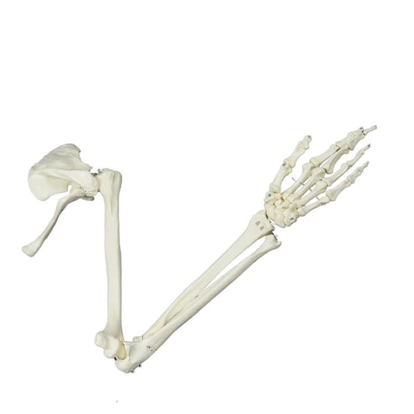 Livsstørrelse Menneskelig Armledsmodel Armskeletmodel Anatomisk Armmodel til Studie
