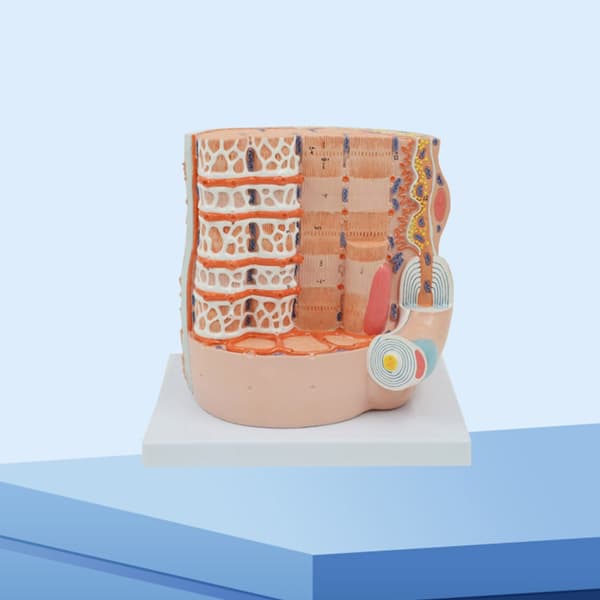 Luustolihassäikeiden anatomiamallit