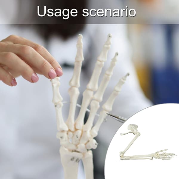 Livsstørrelse Menneskelig Armledsmodel Armskeletmodel Anatomisk Armmodel til Studie