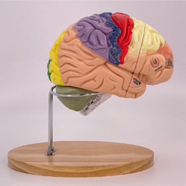 Human Brain Anatomy Model for Brain Diseases Study, Brain Anatomy Model Brain Anatomy Model Organs Teaching Properties