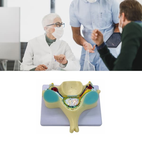 Rygmarvsoverdeling Model til Medicinstuderende Menneskelige Knoglemodel
