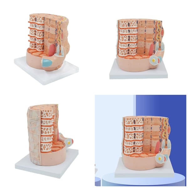 Luustolihassäikeiden anatomiamallit