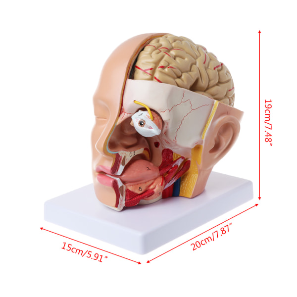 Mänsklig anatomi för huvudet skalle hjärnan cerebral artär anatomisk modell för undervisning