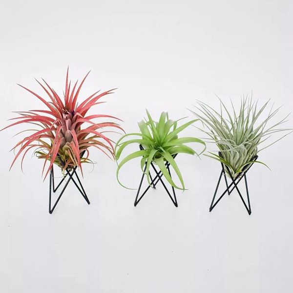 Luftväxthållare Metall Blomkrukställ Geometriskt järn Tillandsia Display Art White