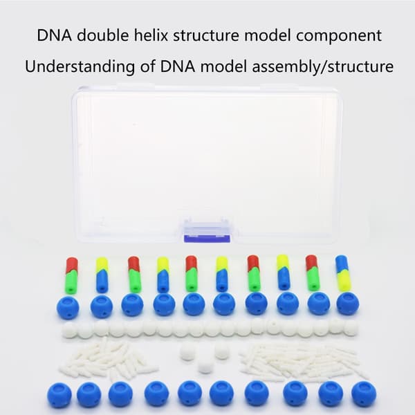 Dobbelt Helix DNA Model Sæt DNA Genetiske Struktur Modeller til Undervisning