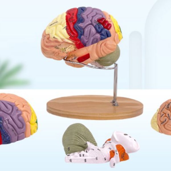 Human Brain Anatomy Model for Brain Diseases Study, Brain Anatomy Model Brain Anatomy Model Organs Teaching Properties