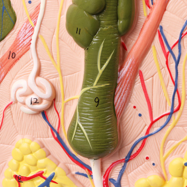 Mänsklig hud modellblock förstorad plast anatomisk anatomi medicinskt läromedel