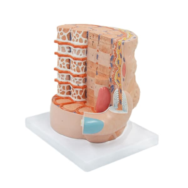 Luustolihassäikeiden anatomiamallit