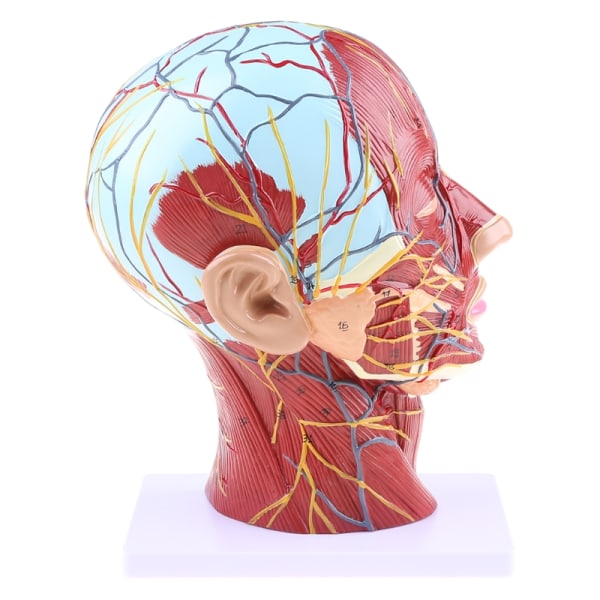 Human Anatomical Half for Head Face Anatomy Medical Brain Neck Median Section St