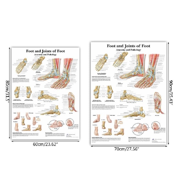 Engelsk version Stor illustration Mänsklig fot skelettmuskelanatomi affisch för sjukhuskontorsundervisning 60X80cm