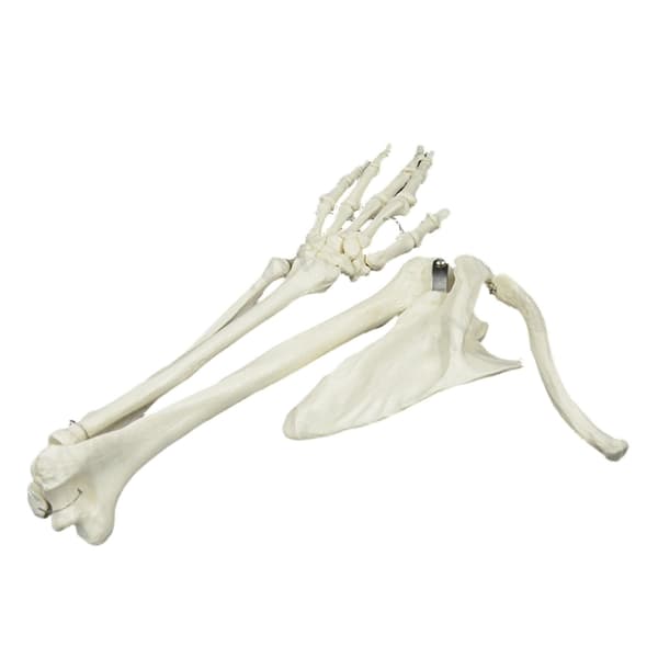 Livsstørrelse Menneskelig Armledsmodel Armskeletmodel Anatomisk Armmodel til Studie