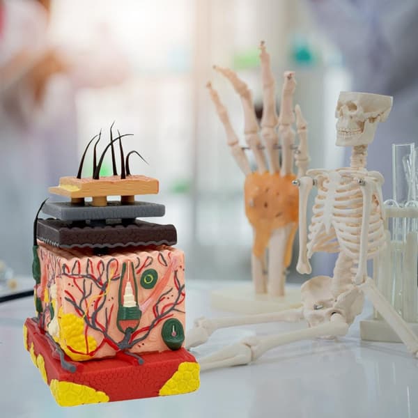 4D Hudmodel af Menneskehud, Anatomisk Hud, Forstørret Vævsstrukturmodel