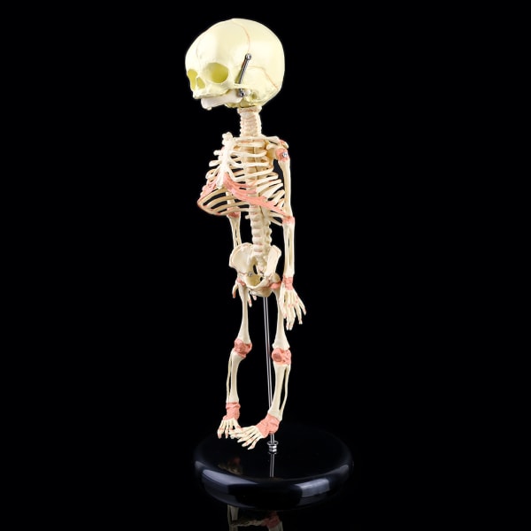 Singel för Head Baby Skull Human Research Model Skeleton Anatomical Brain Anatom