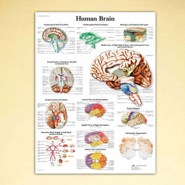 Anatomisk Illustration Av Den Mänskliga Hjärnan Affisch, Canvas. Lämplig för undervisning 60X80cm