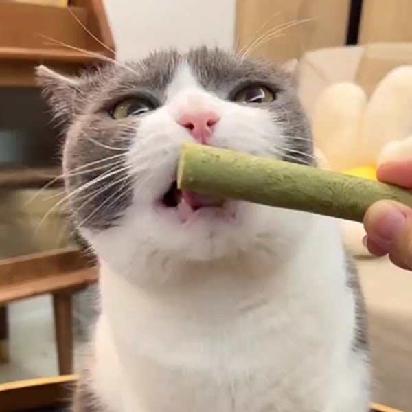 1 kartong Cat Grass Chew Stick Slipstång Tugg Leksak Tänder Rengöringsmedel Naturgräs Molar Rod för Cat Indoor Rese Kattunge