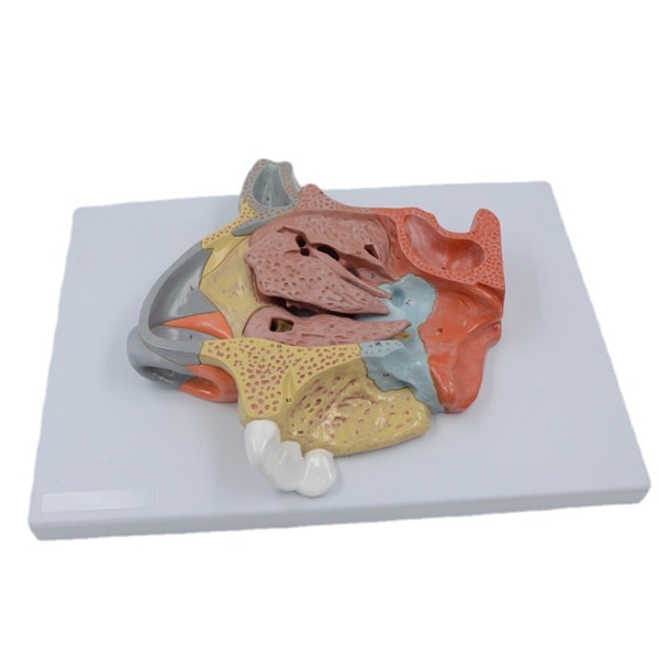 Människans anatomiska näshåla Hals Anatomi Medicinsk modell för vetenskap Klassrumsstudie Display Undervisning Medicinsk modell