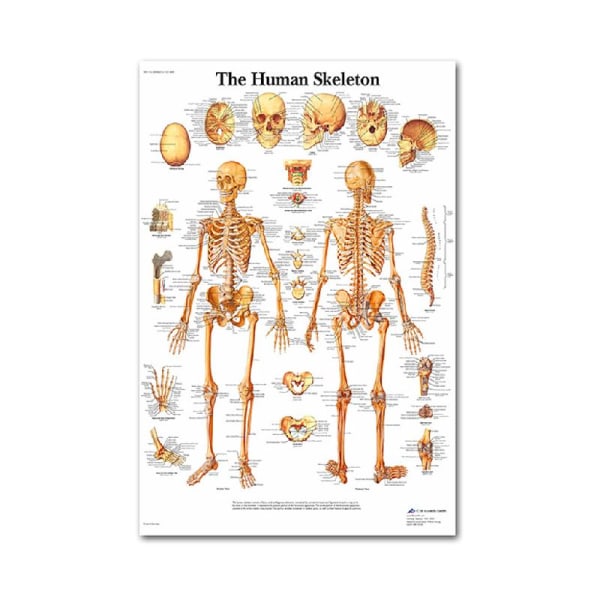 Anatomisk set - laminerat - muskulärt, skelett, matsmältningsorgan, andningsorgan null - 3