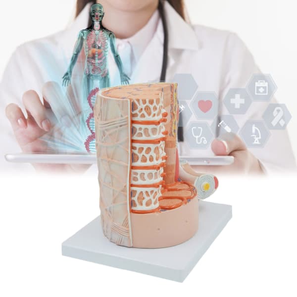 Luustolihassäikeiden anatomiamallit