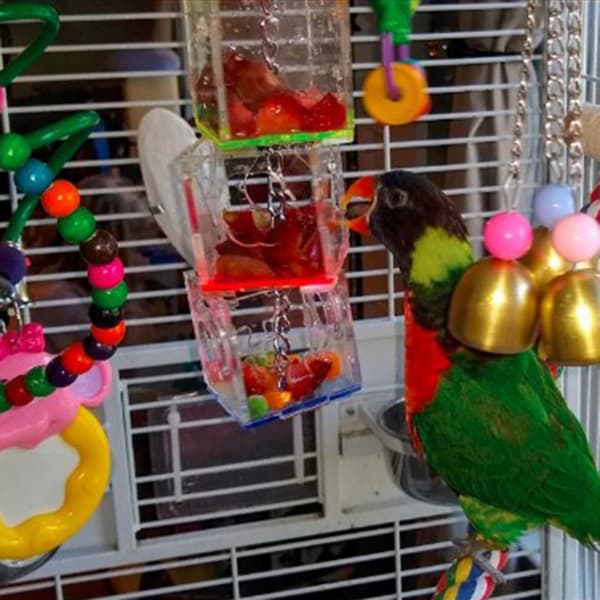 Akryl Bird Water Dispenser Papegoja Waterer Feeder Cups Bird Drinker Container