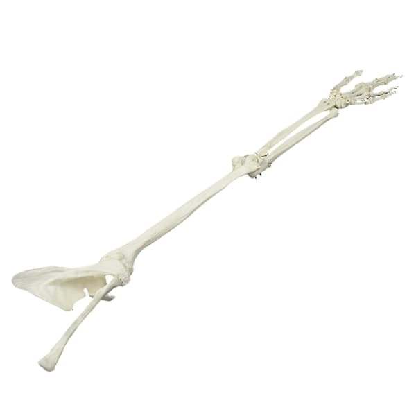 Livsstørrelse Menneskelig Armledsmodel Armskeletmodel Anatomisk Armmodel til Studie