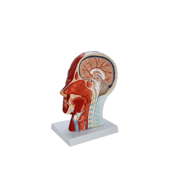 Människohuvud Ytlig neurovaskulär modell med muskel neurovaskulär anatomisk huvudmodell för medicinsk anatomiutbildning