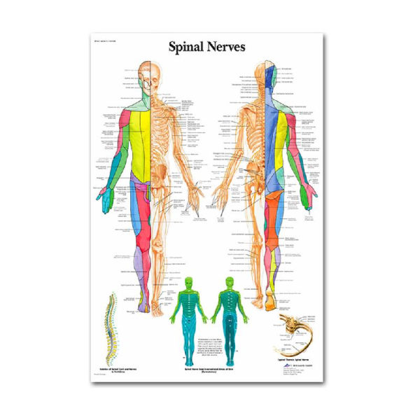 Anatomisk set - laminerat - muskulärt, skelett, matsmältningsorgan, andningsorgan null - 12