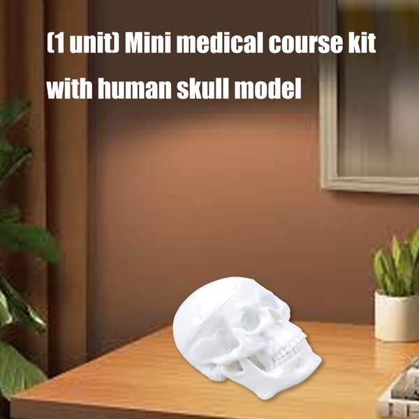 Anatomiska Skallrepliker ABS Modell Figur För Studenter Artister Läroverktyg