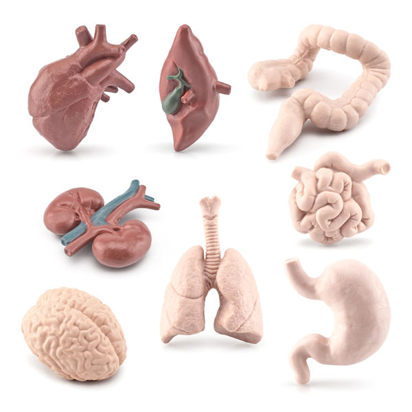 Människokroppsmodell Statisk Anatomi Organ 3D Människokroppsorgan Modeller Leksak Barn Hjärnans Utvecklingsvetenskap Läromedel