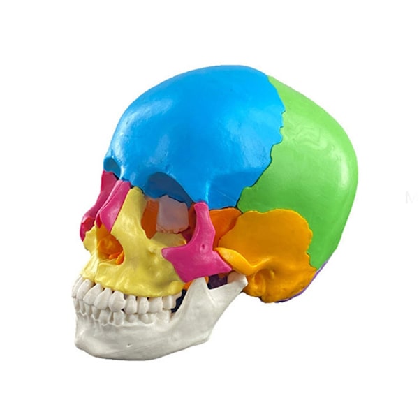 Menneskelig Anatomisk Kranium Model Livsstørrelse Organ Anatomisk Model Aftagelig Anatomi Adskilt Kranium Model Læringsværktøj